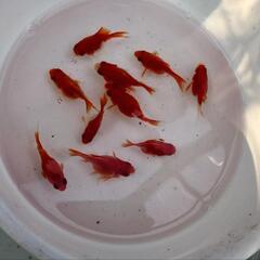 金魚 お買い得価格 玉サバ 昨年秋生まれ 10匹 可愛いサイズ ...