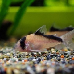 熱帯魚恵庭　期間限定！‼️コリドラス　デビットサンジィ　1匹→900円
