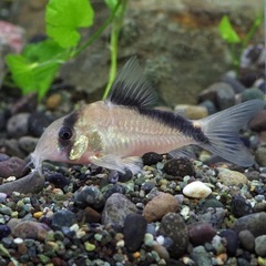 熱帯魚恵庭　期間限定！‼️コリドラス　デビットサンジィ　1匹→900円の画像