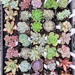 多肉植物40ポットセットの画像
