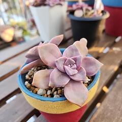 (お話し中)多肉植物　ペンタンドルムの画像