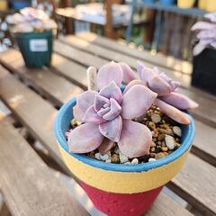 (お話し中)多肉植物　ペンタンドルムの画像