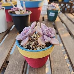 (お話し中)多肉植物　ペンタンドルムの画像