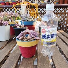 (お話し中)多肉植物　ペンタンドルムの画像