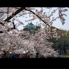 お花見　名城公園　一般の方参加🆗　