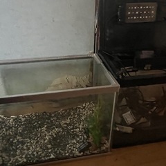 水槽2つ備品ありの画像