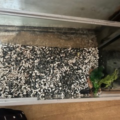 水槽2つ備品あり