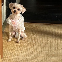 プードル1歳メス  りんりん