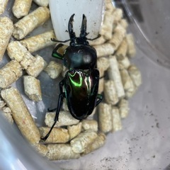 ニジイロクワガタ　特殊カラー×ノーマル　幼虫5頭セット