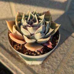 エケベリア5種の画像
