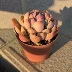 エケベリア5種の画像
