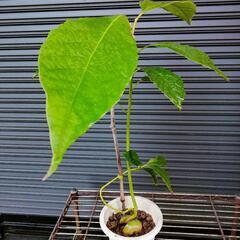 アボカド③の画像
