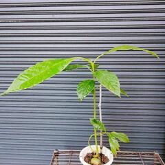 アボカド③