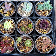【お譲り先が決まりました】多肉植物　9種ミニセット　初心者向け