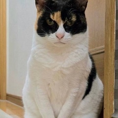 撫でられ好きの正統派ミケ美人。人恋しい甘噛み猫です − 東京都