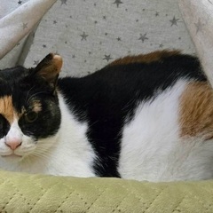 撫でられ好きの正統派ミケ美人。人恋しい甘噛み猫です - 里親募集