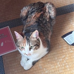 再度、全員里親様募集です。質問受け付けます🍀*゜