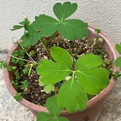 海岸沿いの長命草の情報をください！！