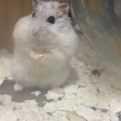 ハムスター