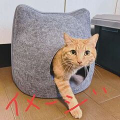 ねこ用ドーム型ハウス(最終値下げ)の画像