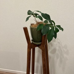 ZARAツール&観葉植物
