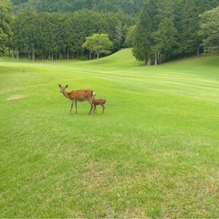 ⛳️兵庫県のゴルフ場巡り🏌️‍♀️