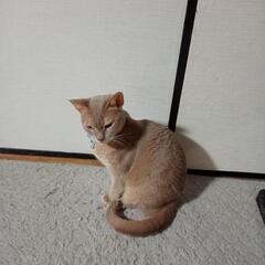 犬と猫と暮らす50代男性です。気軽にお茶できる方を探しています（鳥羽市周辺） - 鳥羽市