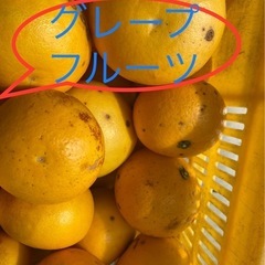 無農薬に近いので汚いグレープフルーツ中身で勝負　S〜L 10キロ...