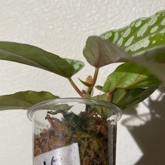 ベゴニア ホシガオカ カット苗の画像
