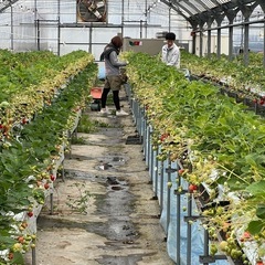 🍓のツマミ食いOKイチゴの援農ボランティアの方募集してます。