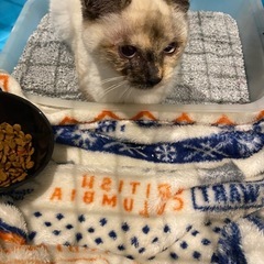 【ずっとのお家決まりました】子猫を保護しました
