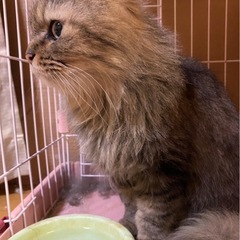 里親募集 - 猫