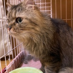 里親募集 − 東京都