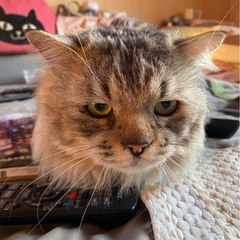 里親募集 - 猫