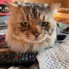 里親募集