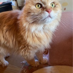 里親募集 - 猫