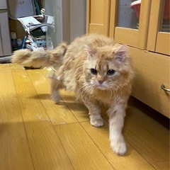 里親募集 − 東京都