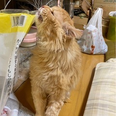 里親募集 - 猫
