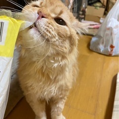 里親募集