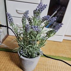 ラベンダー