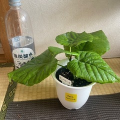 観葉植物フィカスウンベラータ　ゴムの木　　の画像