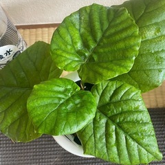 観葉植物フィカスウンベラータ　ゴムの木　　の画像