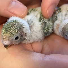 セキセイインコ雛