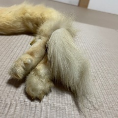 キツネ 剥製 肩乗せの画像