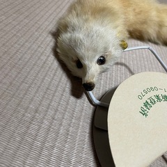 キツネ 剥製 肩乗せの画像