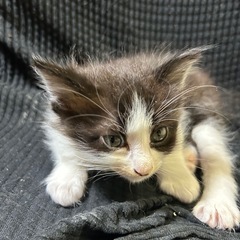 1枚目真ん中のみ里親募集しております！ 子猫
