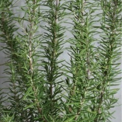 植物　ハーブ　ローズマリーの画像