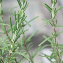 植物　ハーブ　ローズマリーの画像
