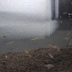 アクアリューム