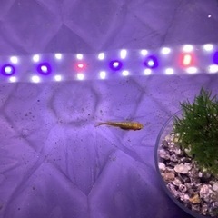 キングギドラメダカ稚魚５匹の画像
